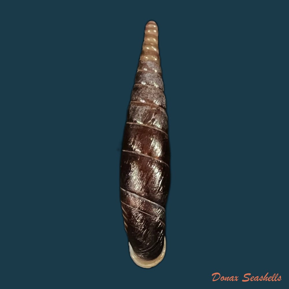 formosana-malleolata-h-nordsieck-2012-31-4mm-copia