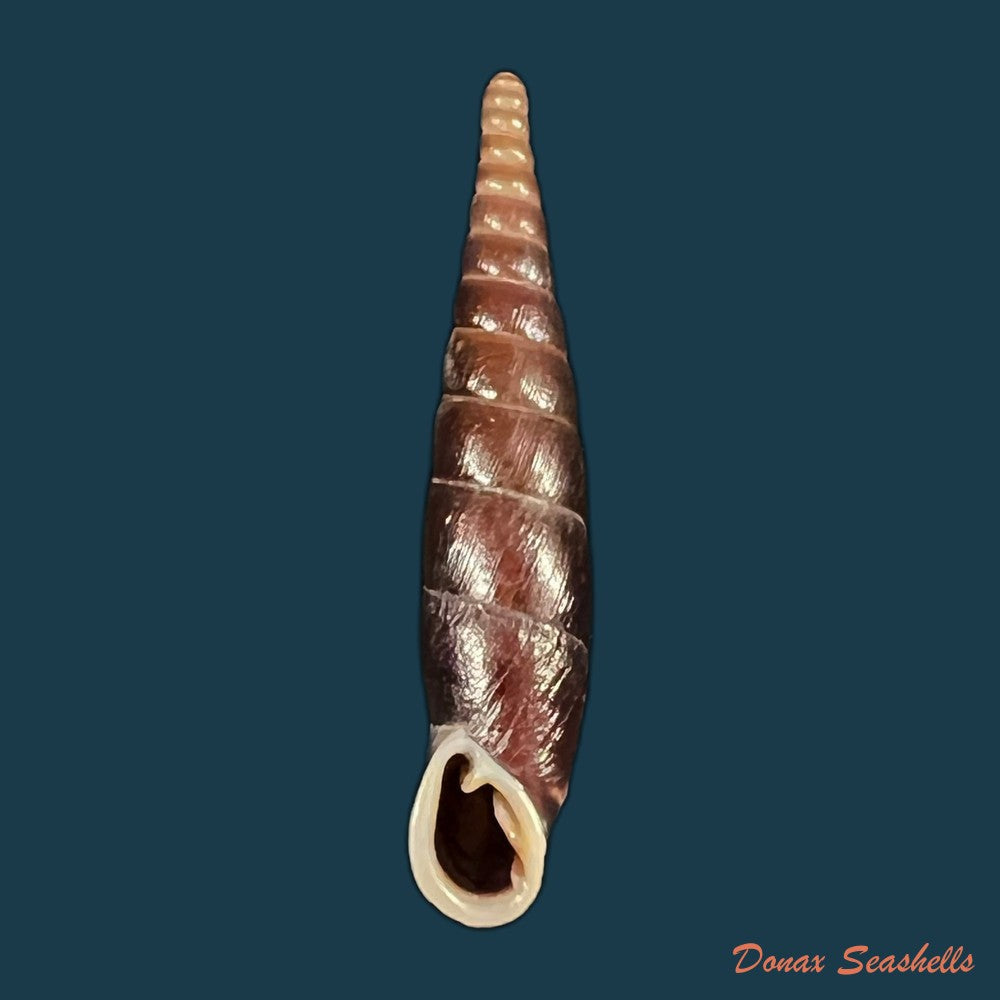 formosana-malleolata-h-nordsieck-2012-31-4mm-copia