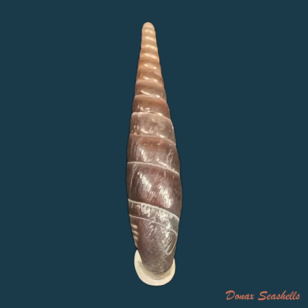 formosana-malleolata-h-nordsieck-2012-32-6mm-copia-copia-1
