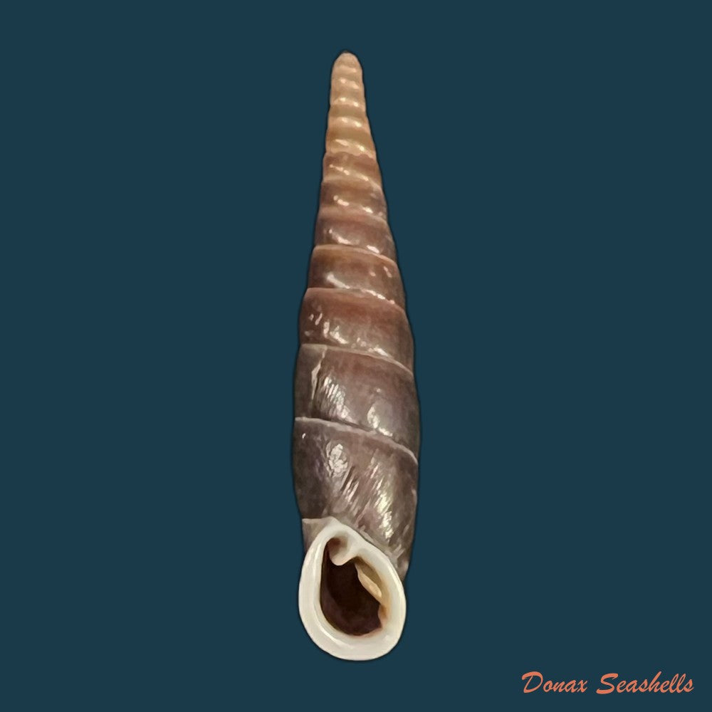 formosana-malleolata-h-nordsieck-2012-32-6mm-copia-copia-1