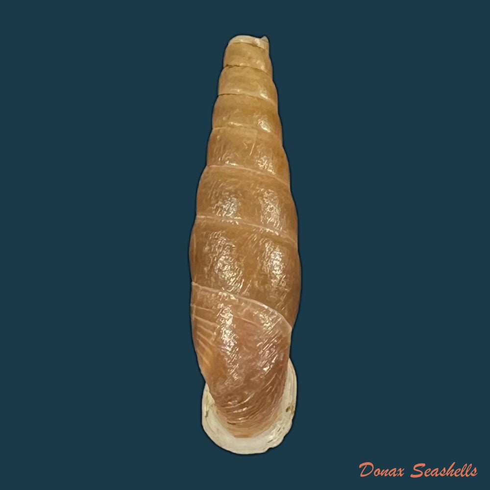 formosana-malleolata-h-nordsieck-2012-32-6mm-copia-copia