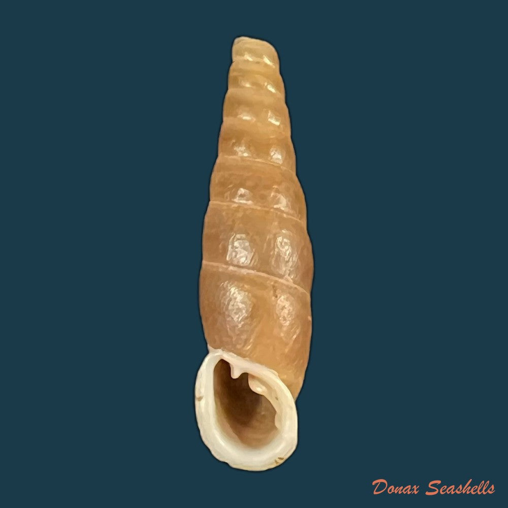 formosana-malleolata-h-nordsieck-2012-32-6mm-copia-copia