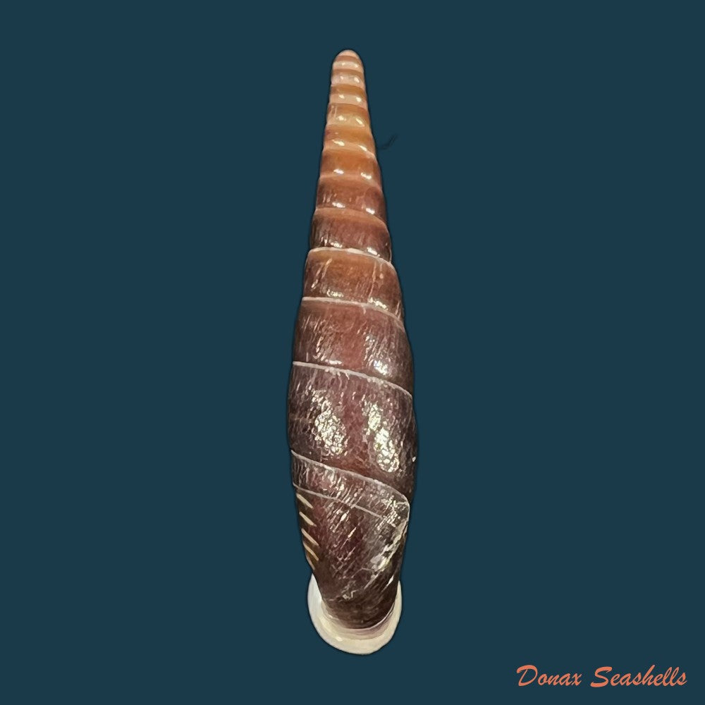 formosana-malleolata-h-nordsieck-2012-32-9mm-copia