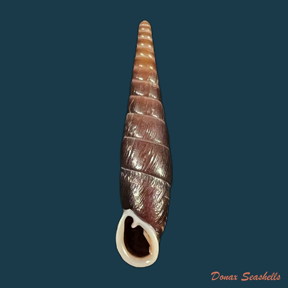 formosana-malleolata-h-nordsieck-2012-32-9mm-copia