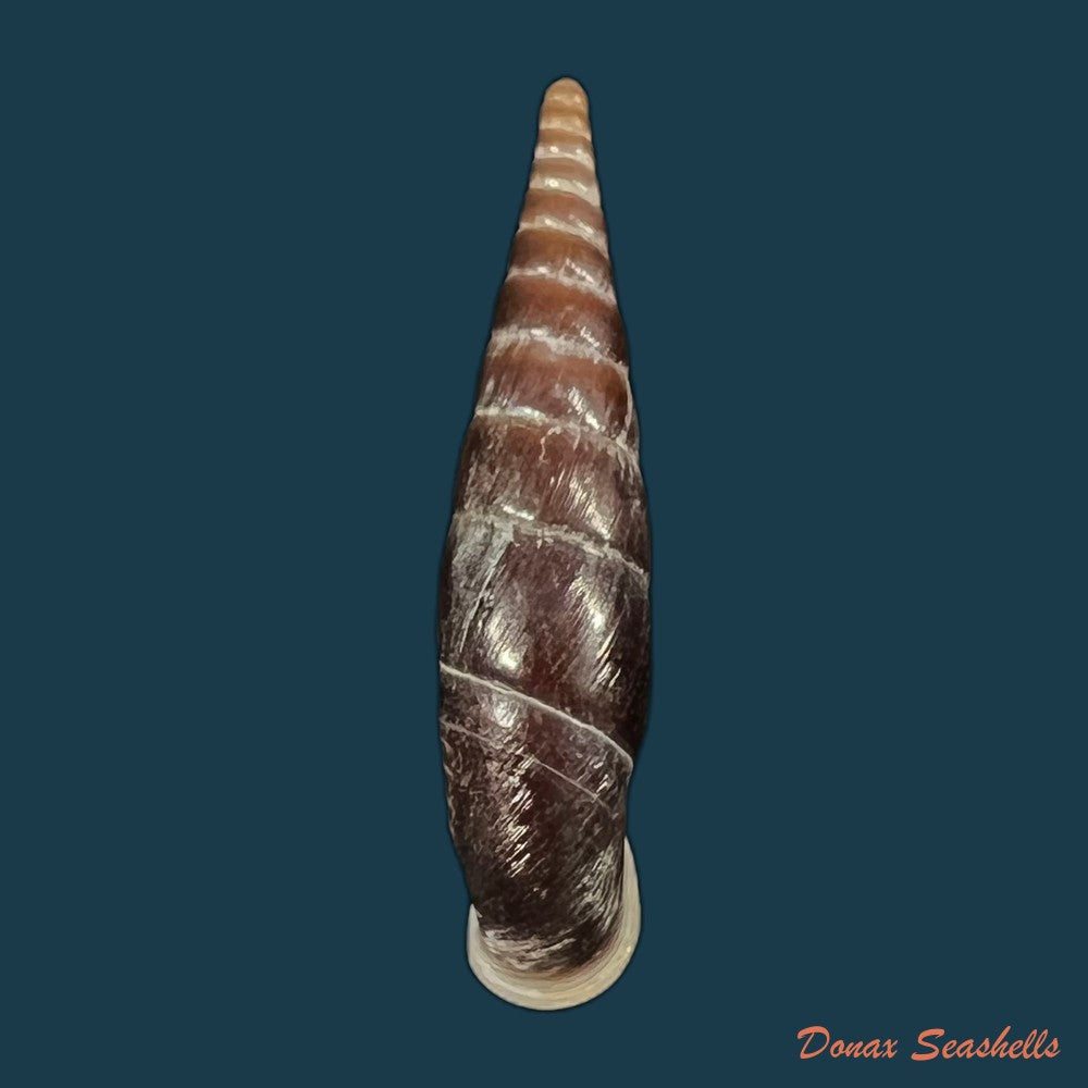 formosana-splendens-splendens-h-nordsieck-2005-39-7mm-copia
