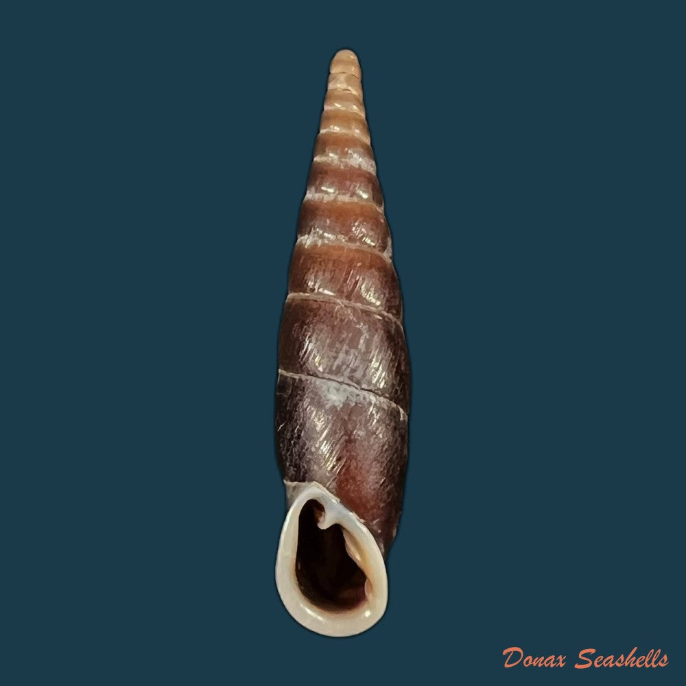 formosana-splendens-splendens-h-nordsieck-2005-39-7mm-copia