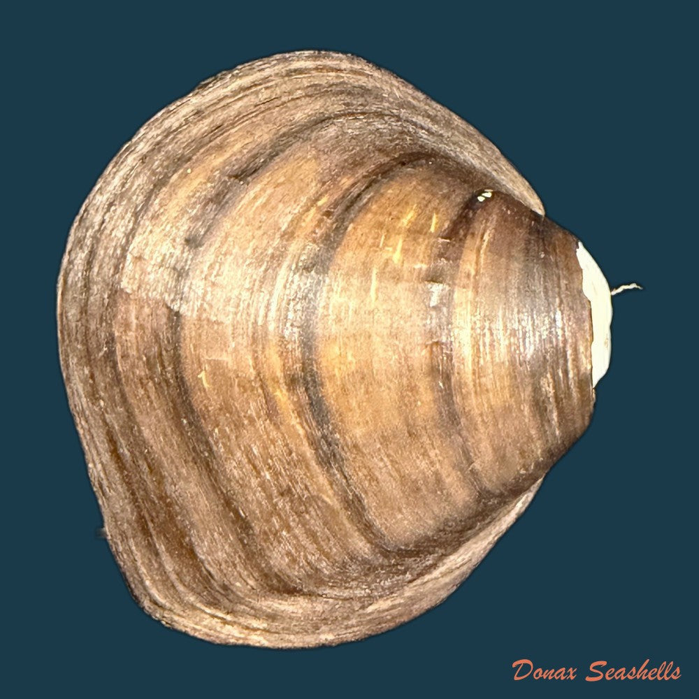 fusconaia-flava-rafinesque-1820-41-3mm-copia