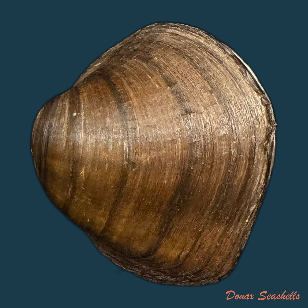 fusconaia-flava-rafinesque-1820-41-3mm-copia