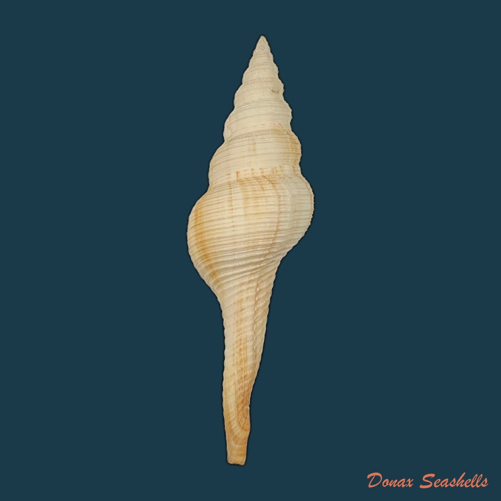 fusinus-panamensis-dall-1908-92-2mm-copia-1