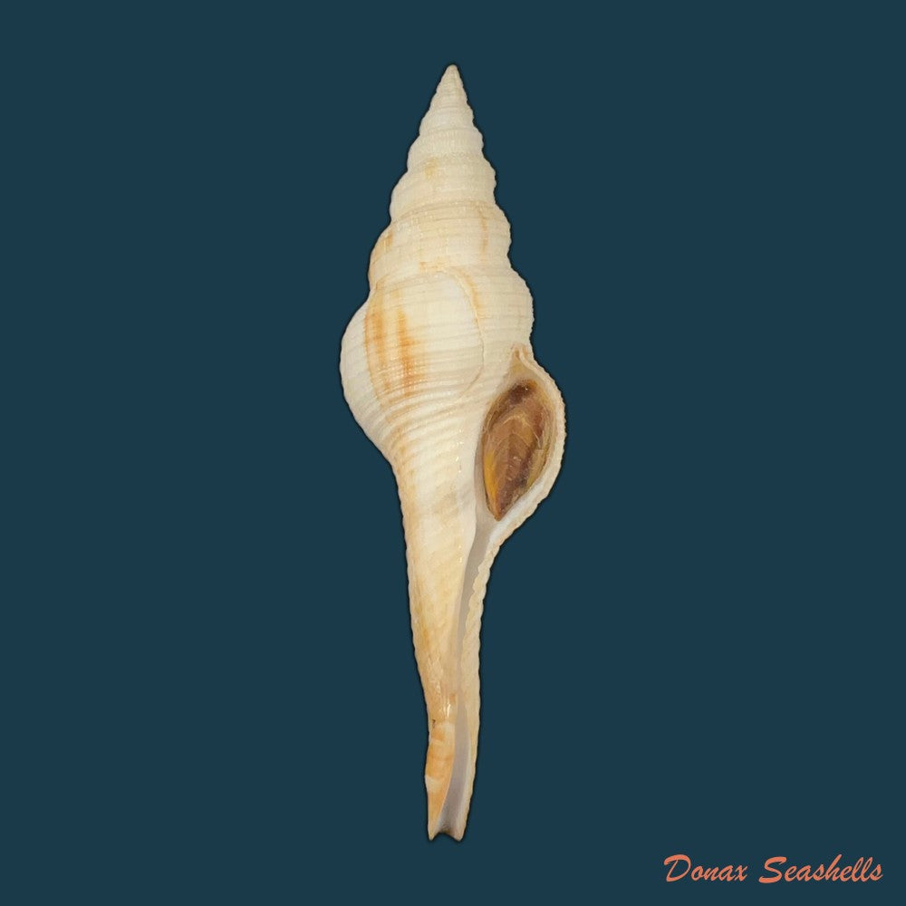 fusinus-panamensis-dall-1908-92-2mm-copia-1