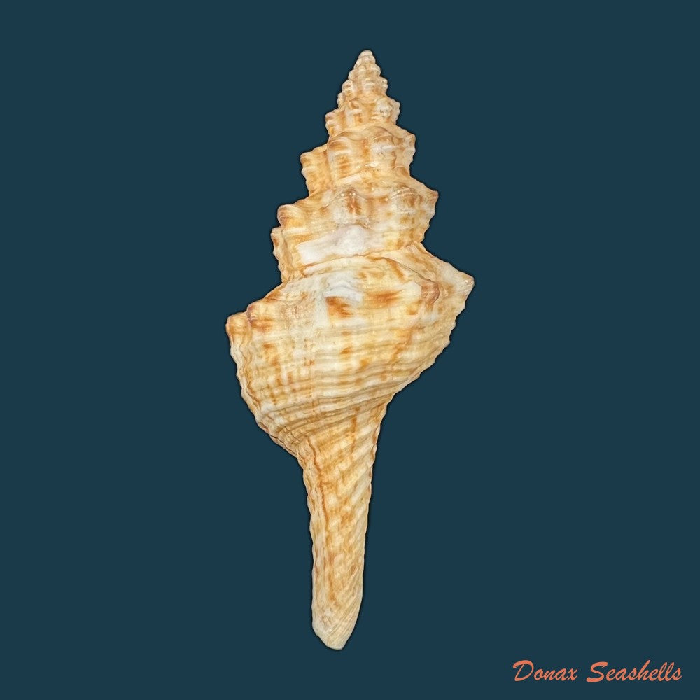fusinus-panamensis-dall-1908-92-2mm-copia