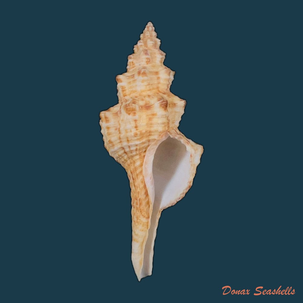 fusinus-panamensis-dall-1908-92-2mm-copia