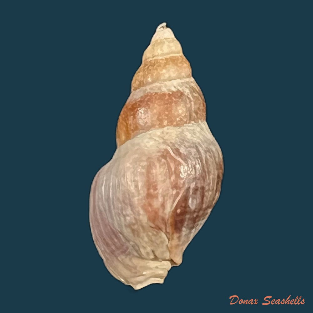 fusinus-pulchellus-philippi-1840-38mm-copia