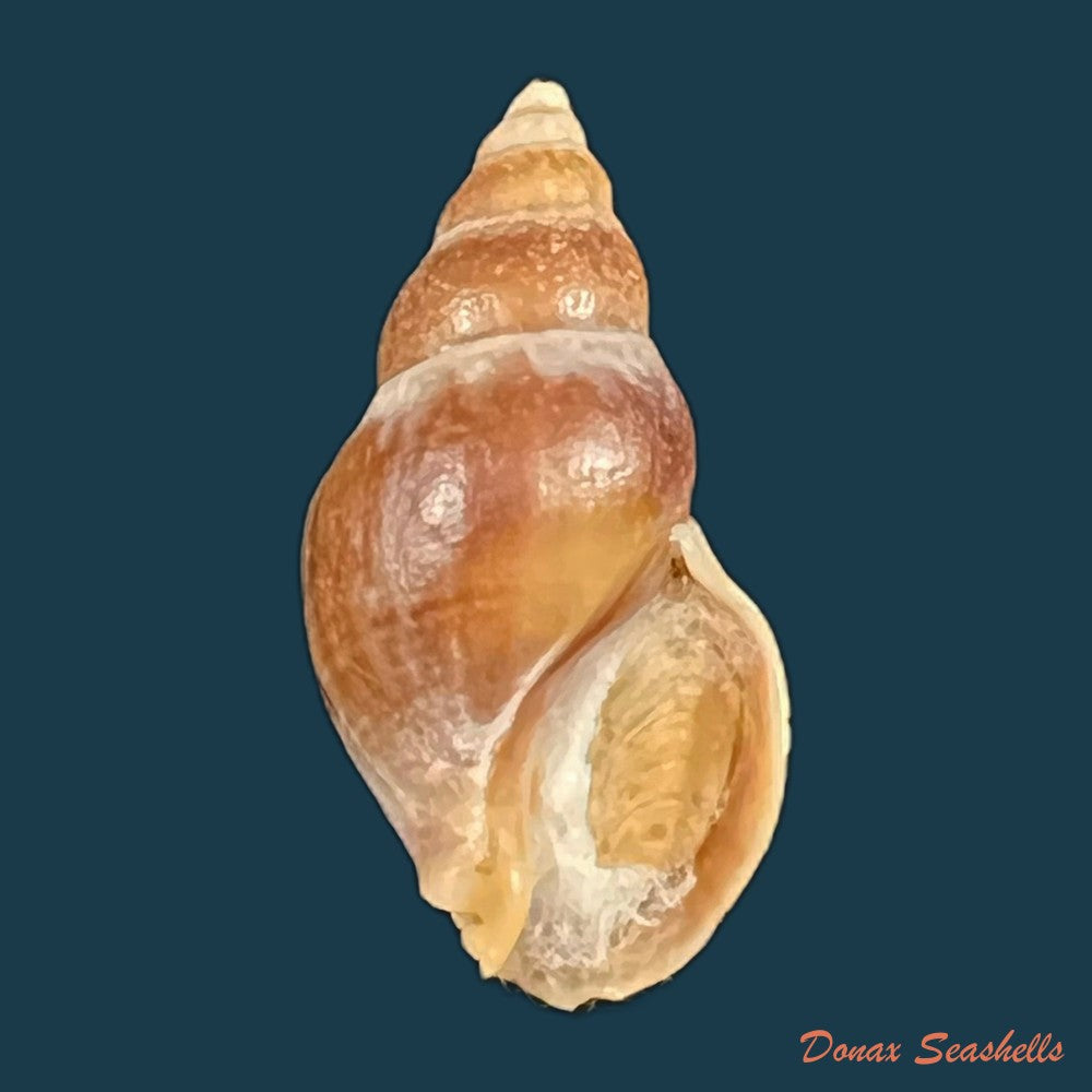 fusinus-pulchellus-philippi-1840-38mm-copia