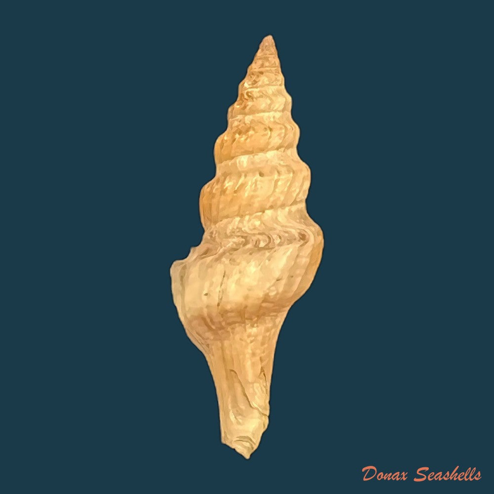 fusiturris-undatiruga-bivona-e-bernardi-1838-34-6mm-copia
