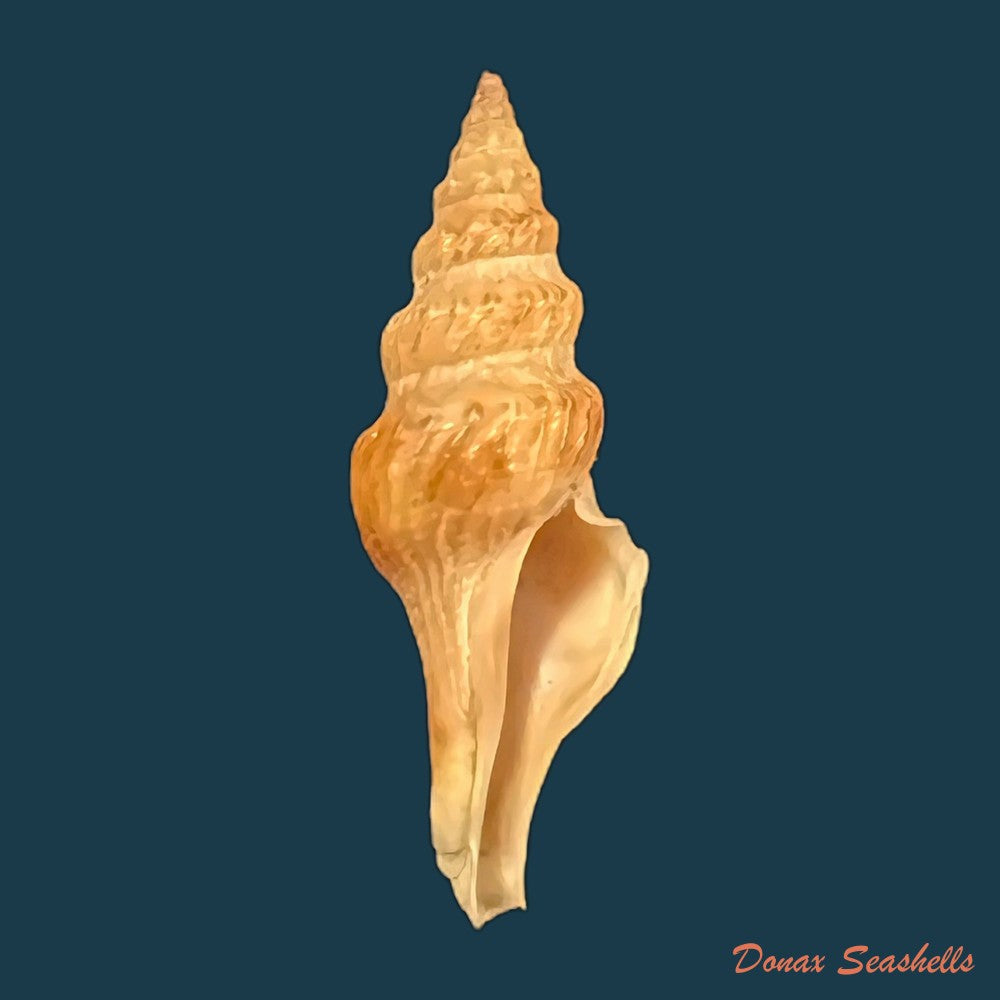 fusiturris-undatiruga-bivona-e-bernardi-1838-34-6mm-copia