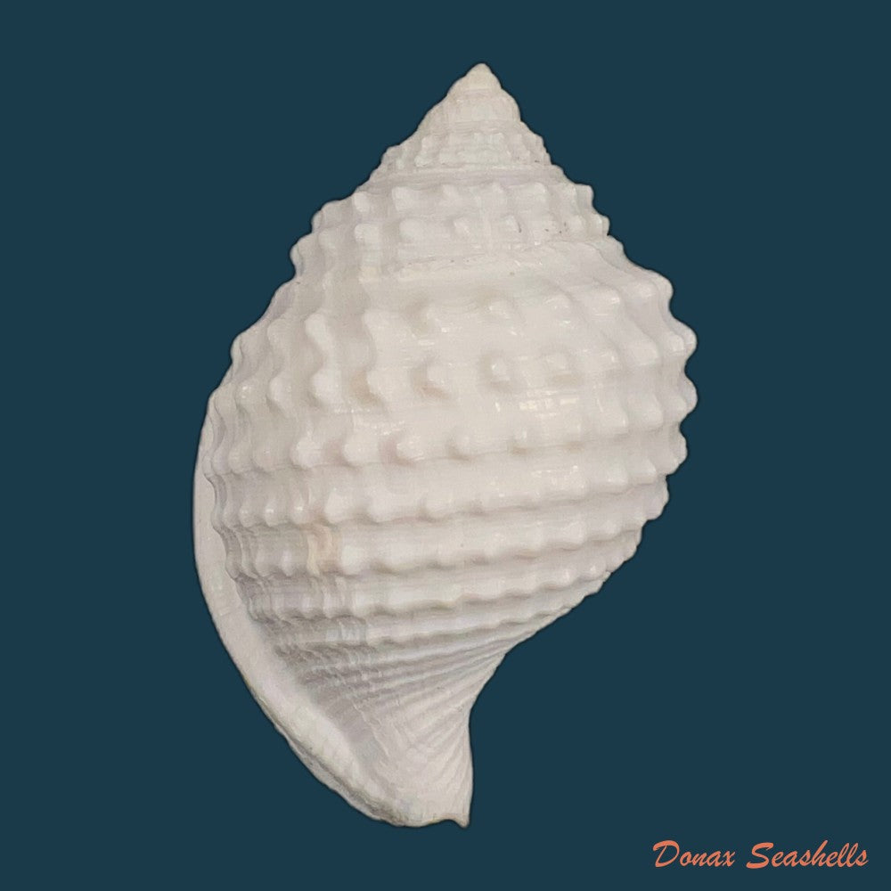 galeodea-leucodoma-dall-1907-48-2mm-copia