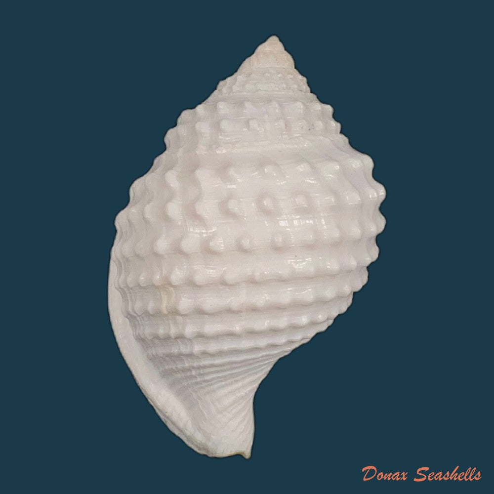galeodea-leucodoma-dall-1907-48-2mm-copia