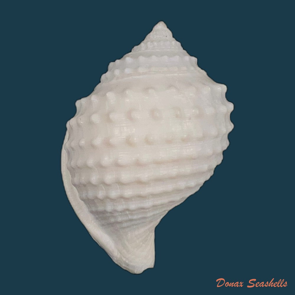 galeodea-leucodoma-dall-1907-50-9mm-copia