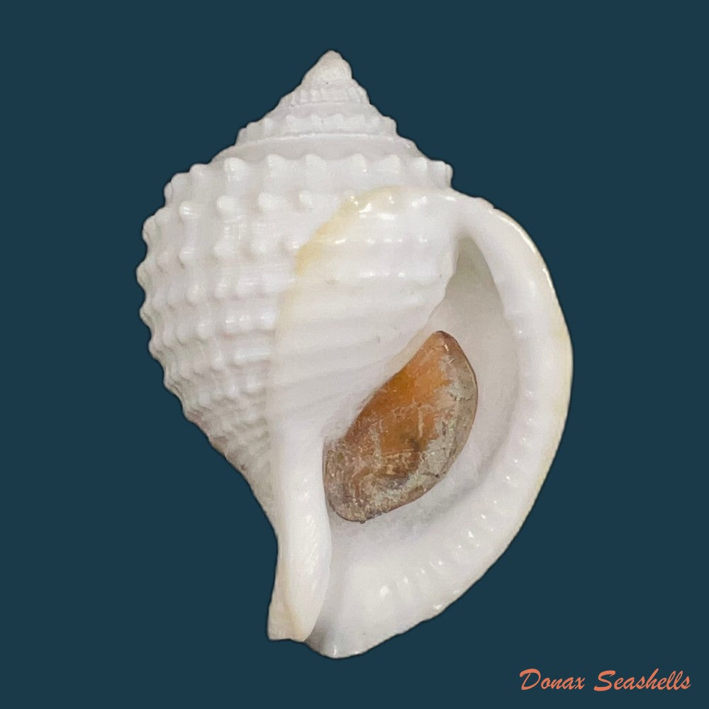 galeodea-leucodoma-dall-1907-50-9mm-copia