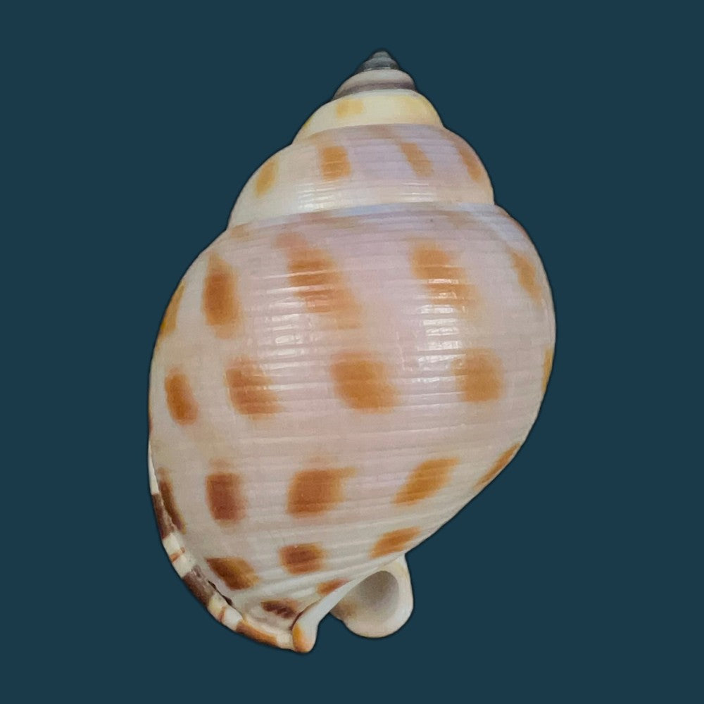 galeodea-leucodoma-dall-1907-53-5mm-copia