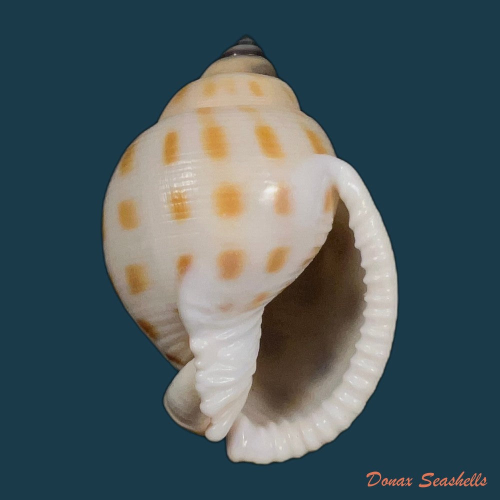 galeodea-leucodoma-dall-1907-53-5mm-copia