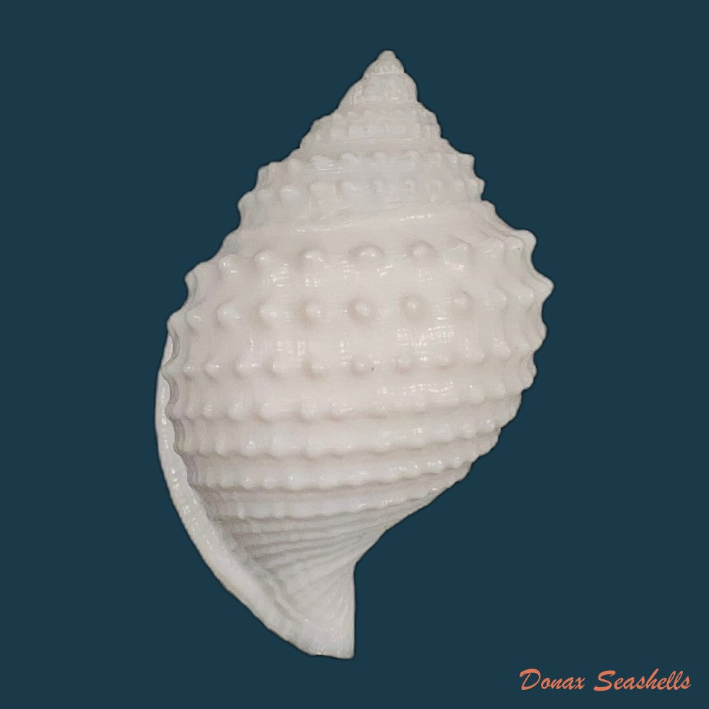 galeodea-leucodoma-dall-1907-56-4mm-copia