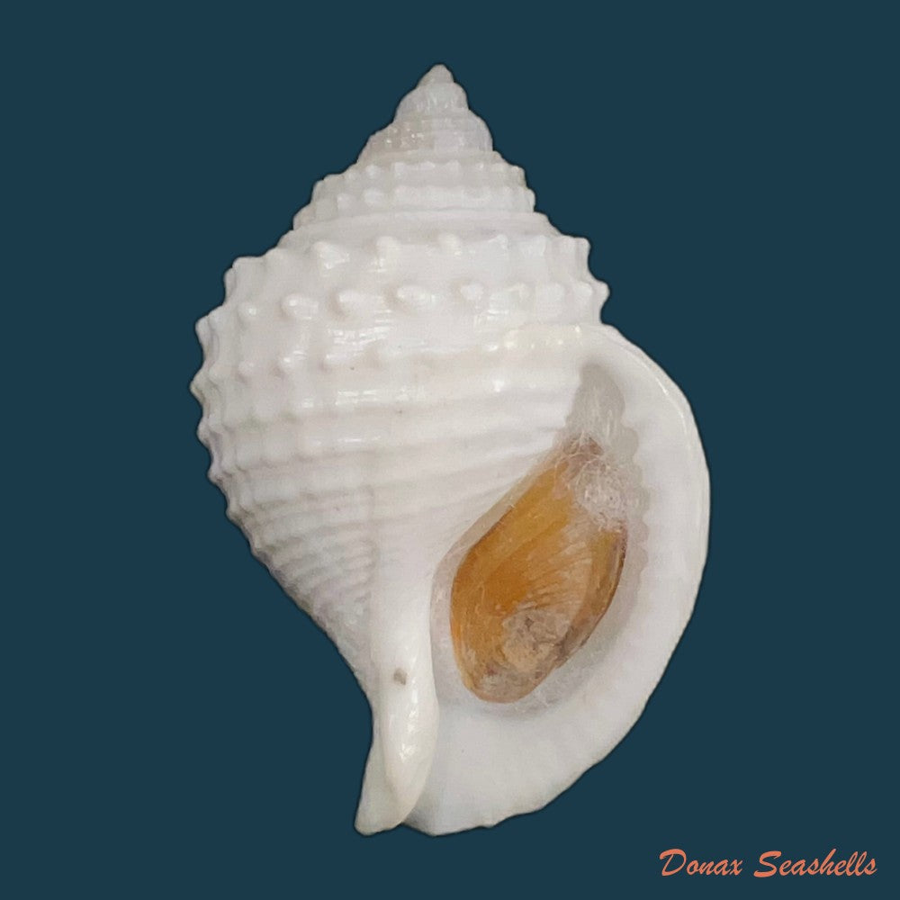 galeodea-leucodoma-dall-1907-56-4mm-copia
