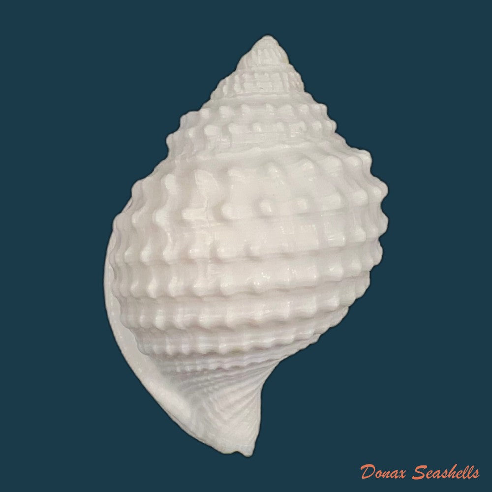 galeodea-leucodoma-dall-1907-58-7mm-copia