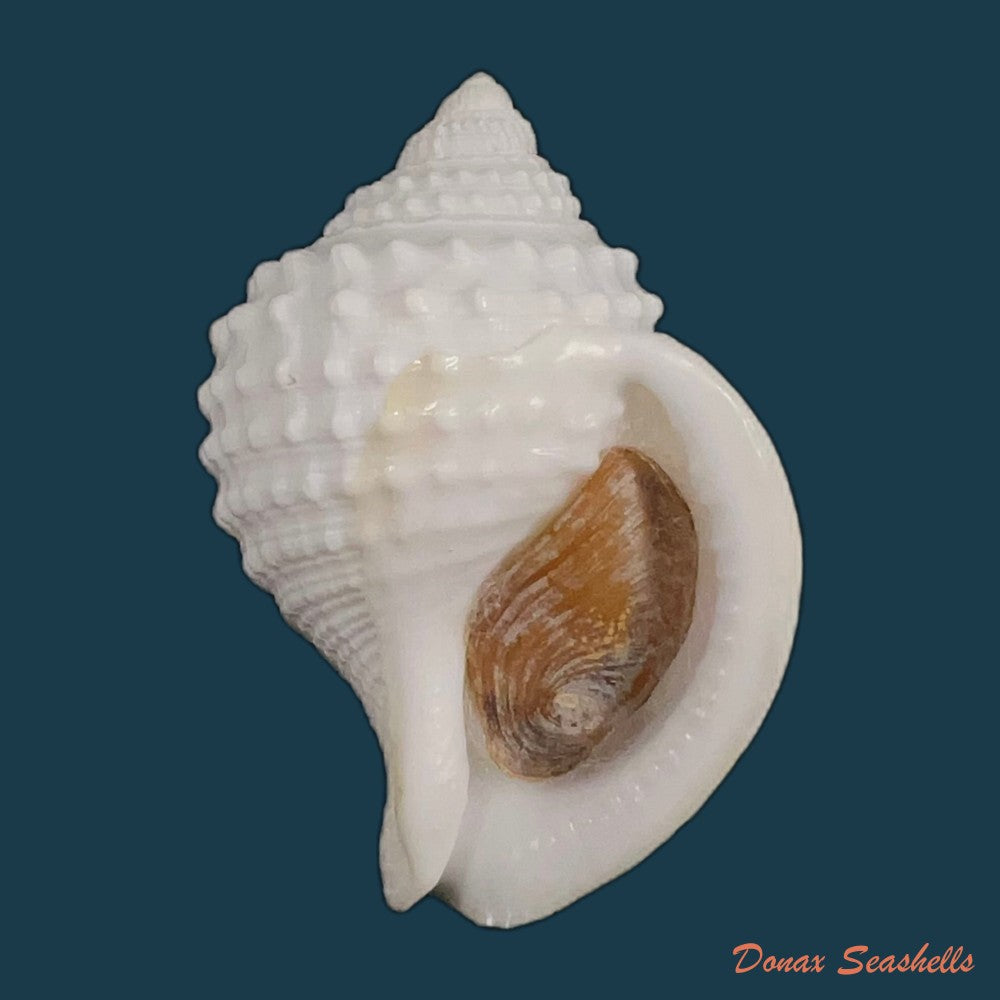 galeodea-leucodoma-dall-1907-58-7mm-copia