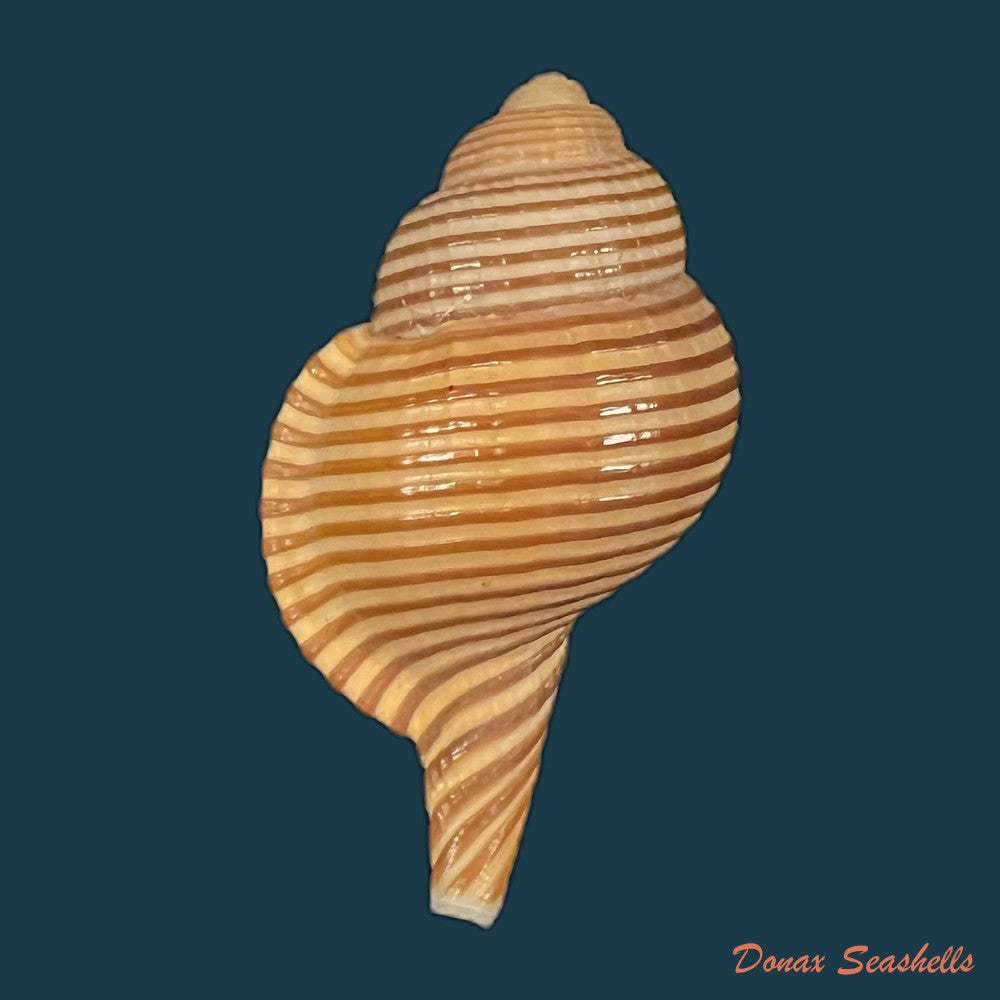 gelagna-succincta-linnaeus-1771-43-6mm-copia