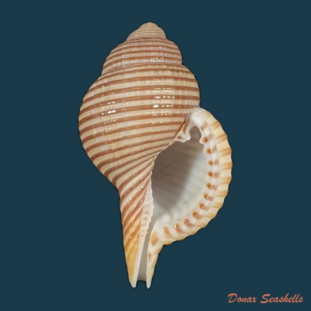 gelagna-succincta-linnaeus-1771-43-6mm-copia