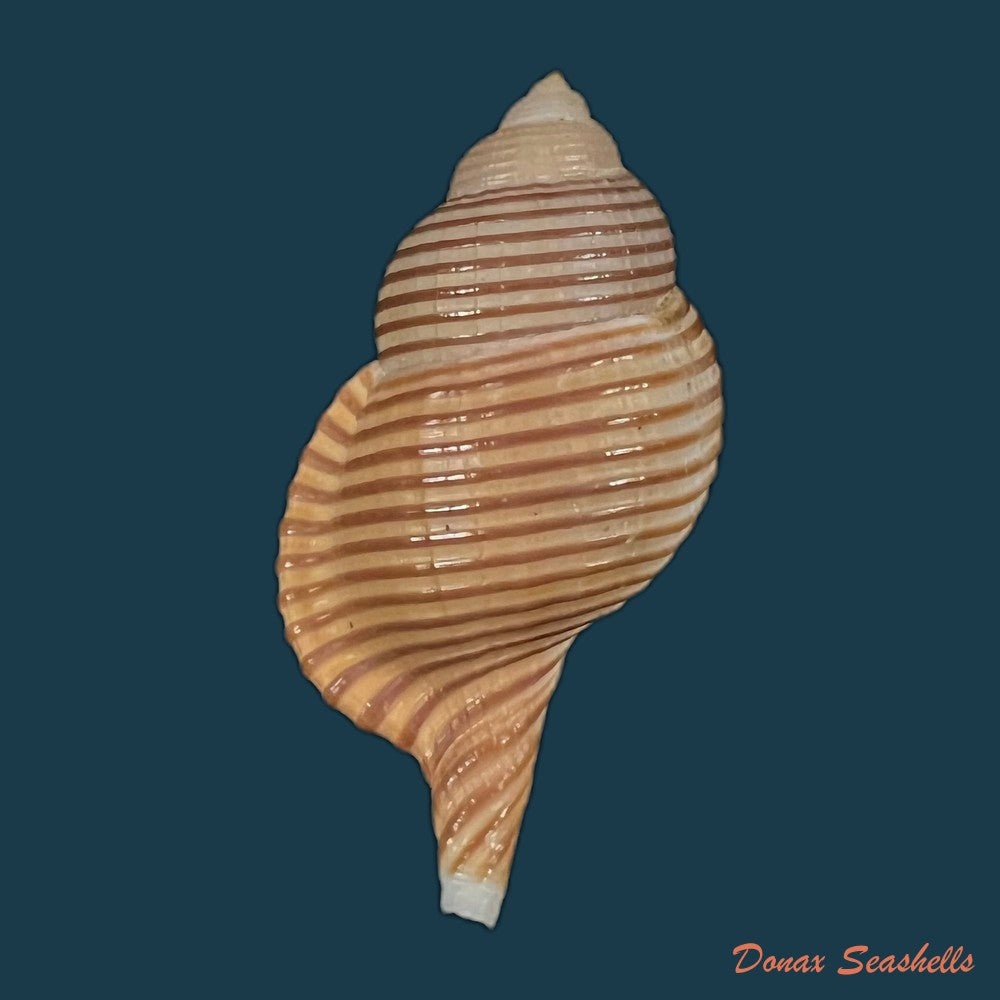 gelagna-succincta-linnaeus-1771-57-4mm-copia-1