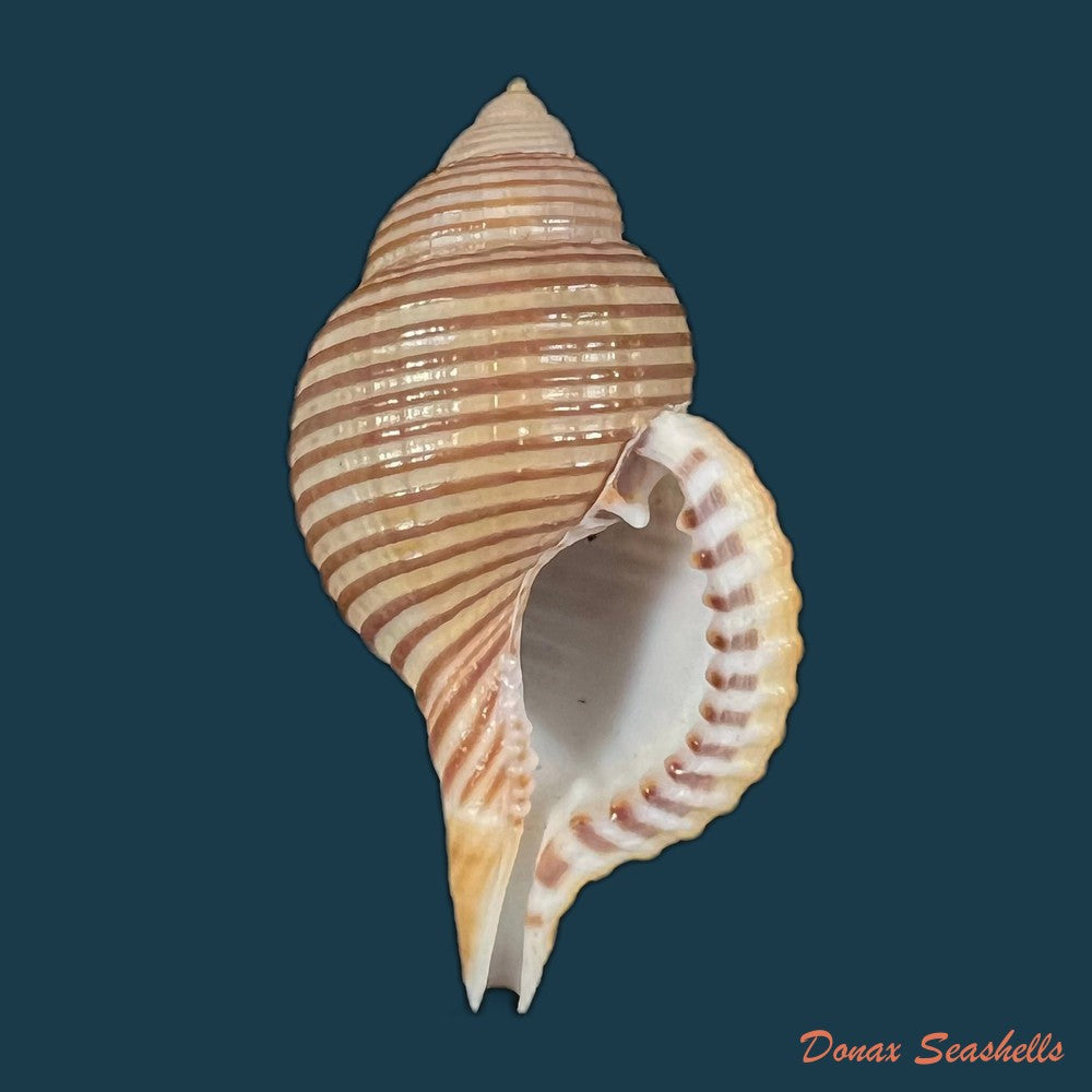 gelagna-succincta-linnaeus-1771-57-4mm-copia-1