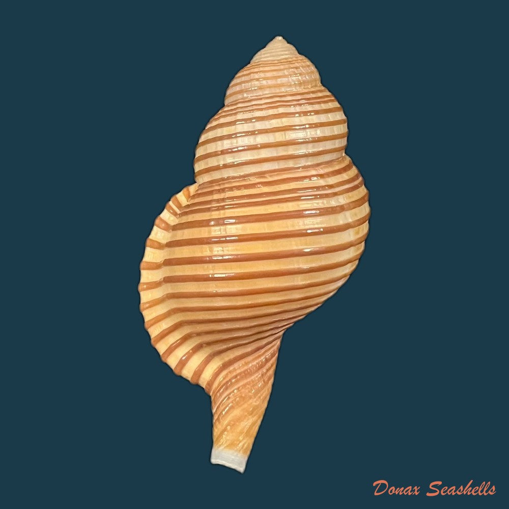 gelagna-succincta-linnaeus-1771-59-7mm-copia