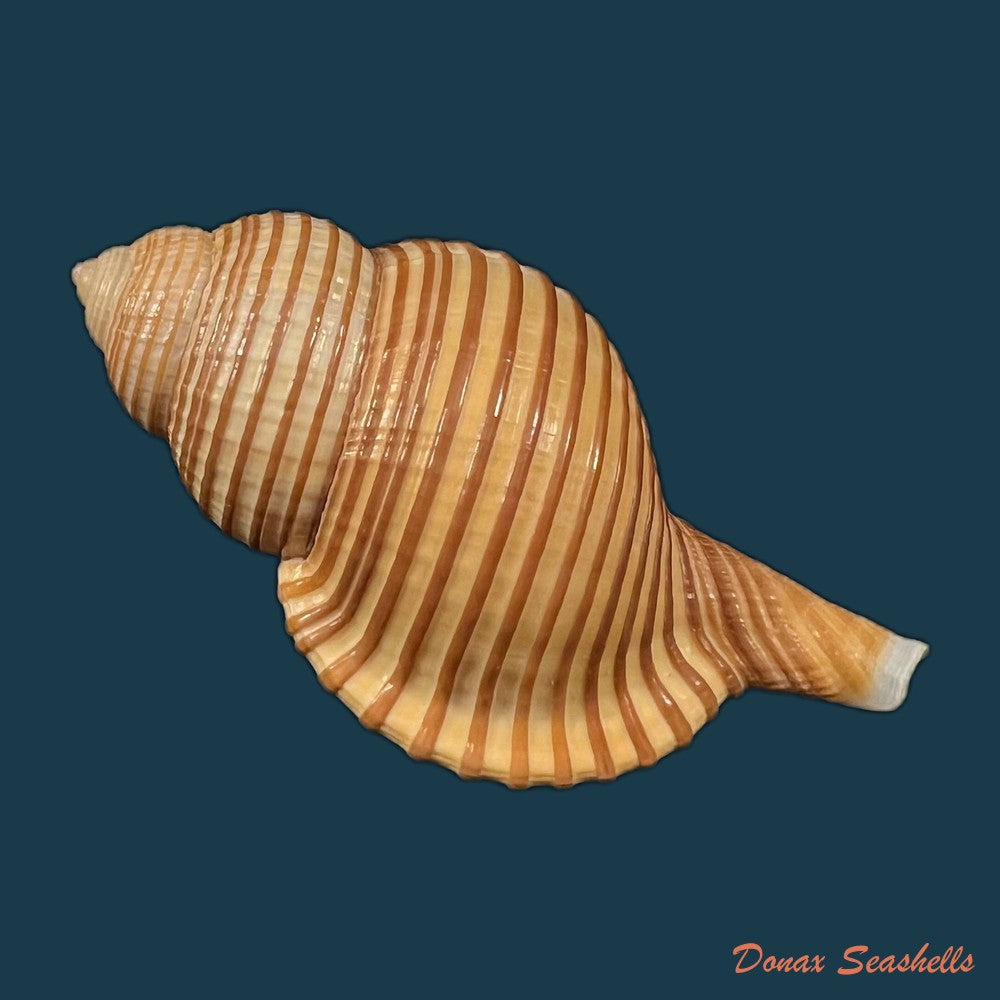 gelagna-succincta-linnaeus-1771-59-7mm-copia