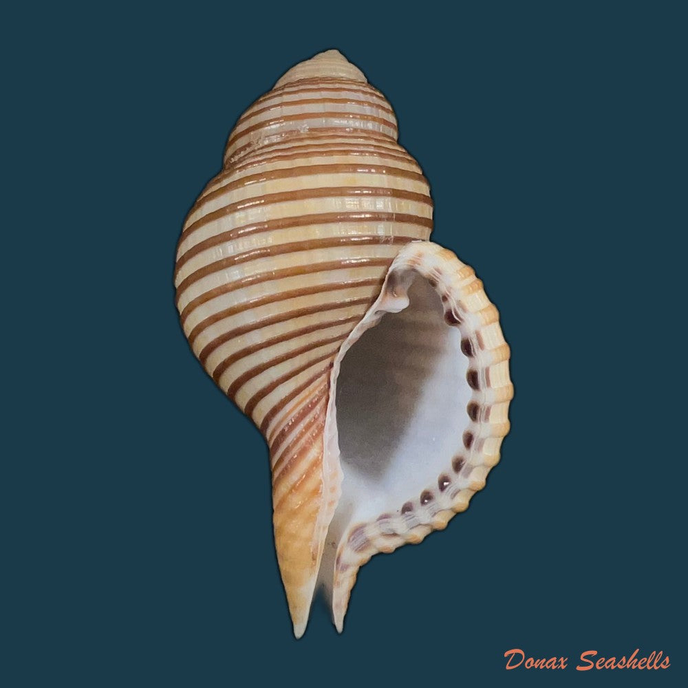 gelagna-succincta-linnaeus-1771-59-7mm-copia