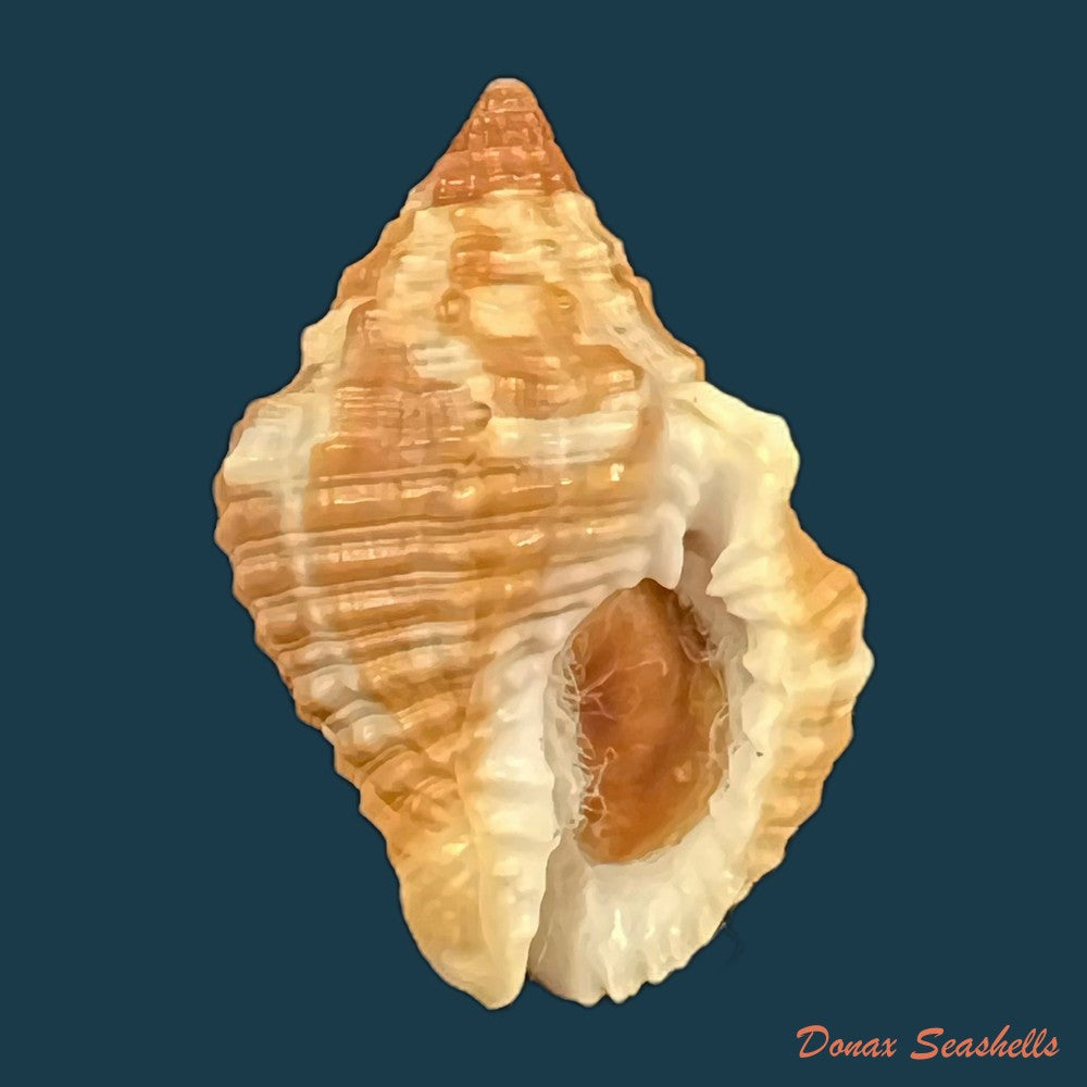 gemophos-auritulus-link-1807-22-9mm-copia