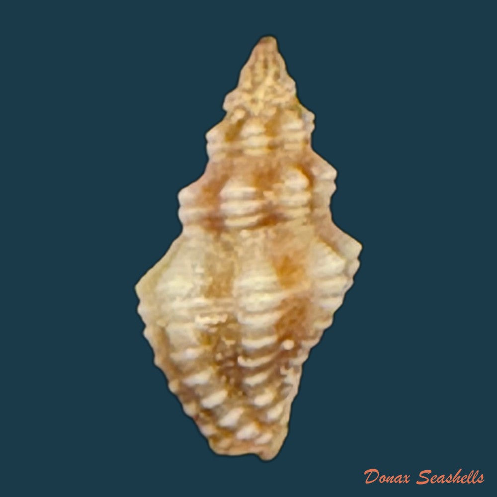 gemophos-sanguinolentus-duclos-1833-18-5mm-copia
