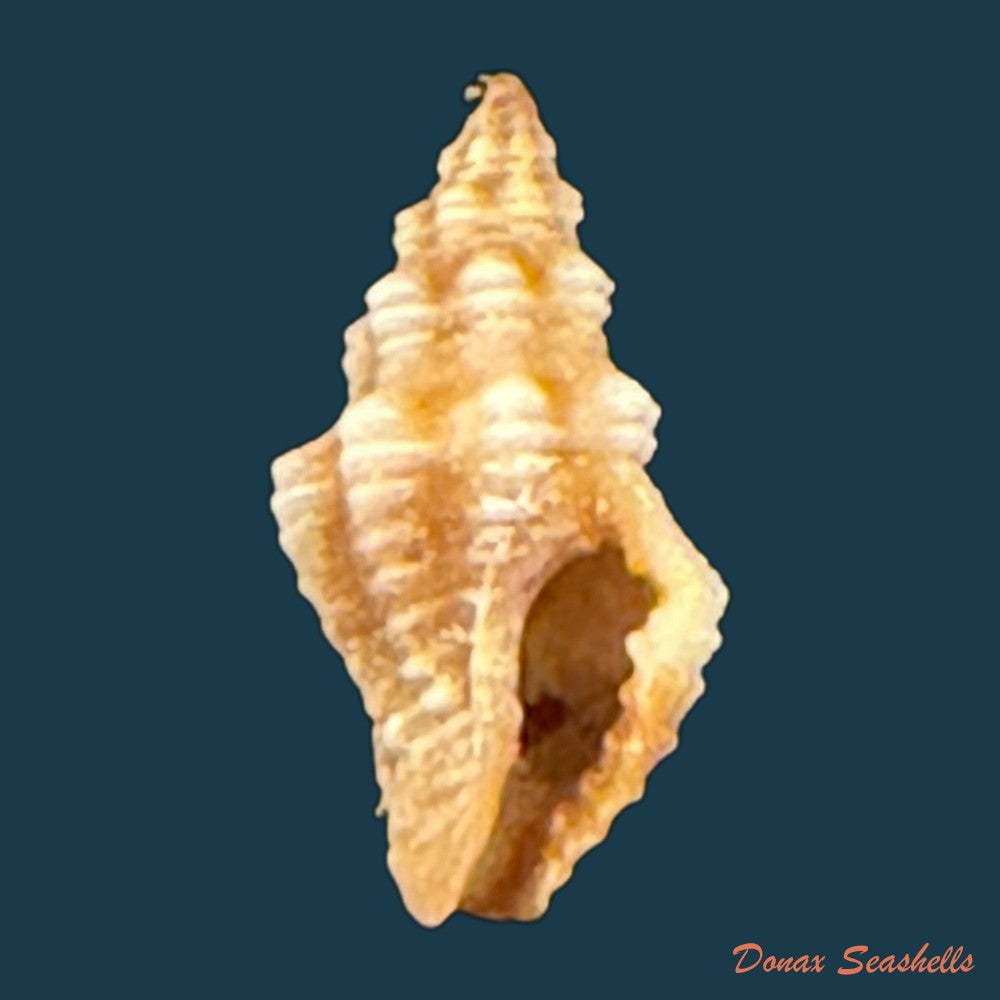 gemophos-sanguinolentus-duclos-1833-18-5mm-copia