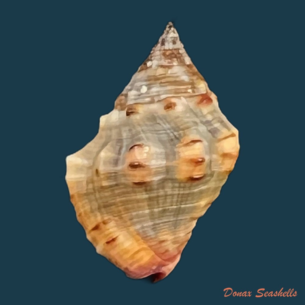 gemophos-sanguinolentus-duclos-1833-21-1mm-copia