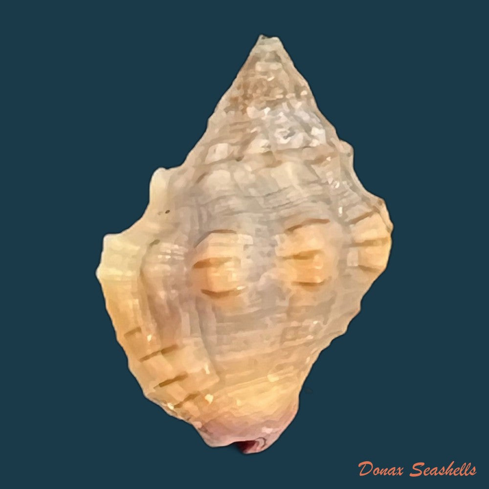 gemophos-tinctus-conrad-1846-24-4mm-copia