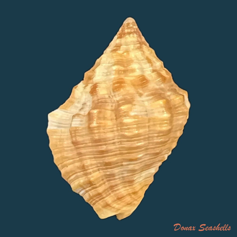 gemophos-viverratoides-dorbigny-1840-33-4mm-copia