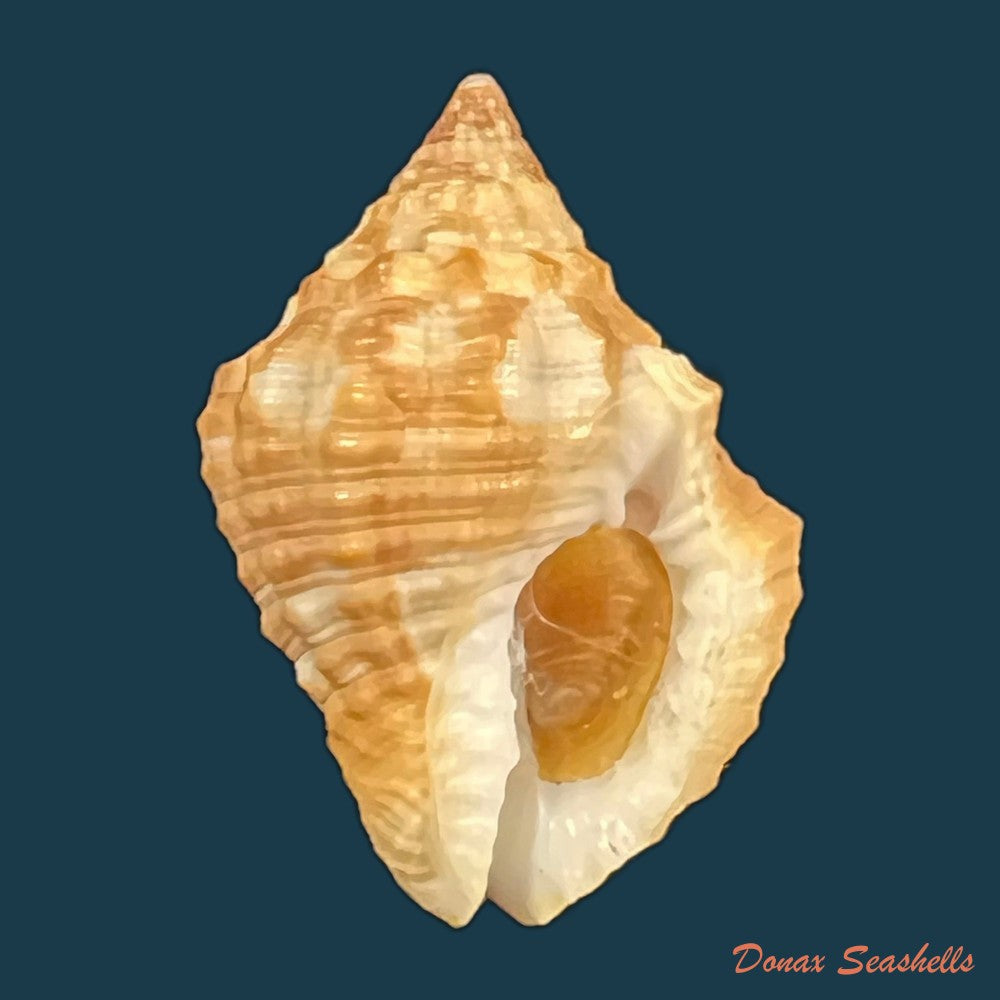 gemophos-viverratoides-dorbigny-1840-33-4mm-copia