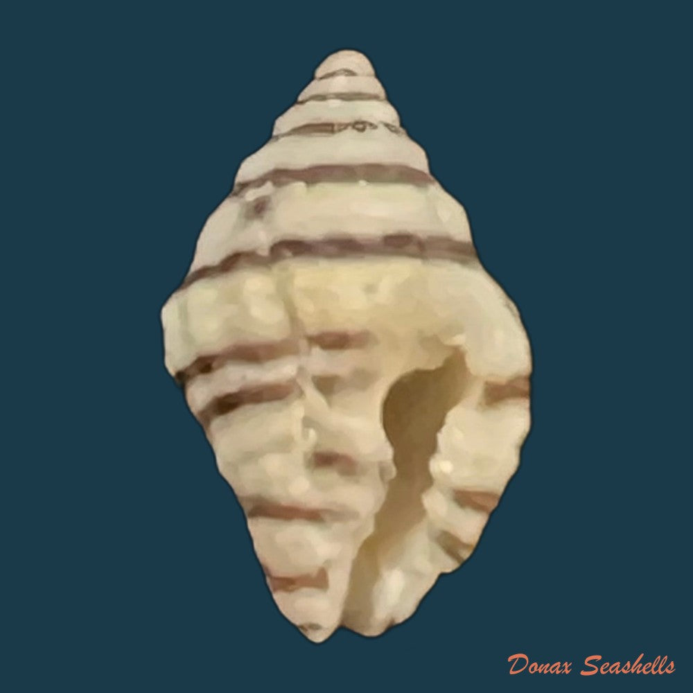 gemophos-viverratoides-dorbigny-1840-37-2mm-copia