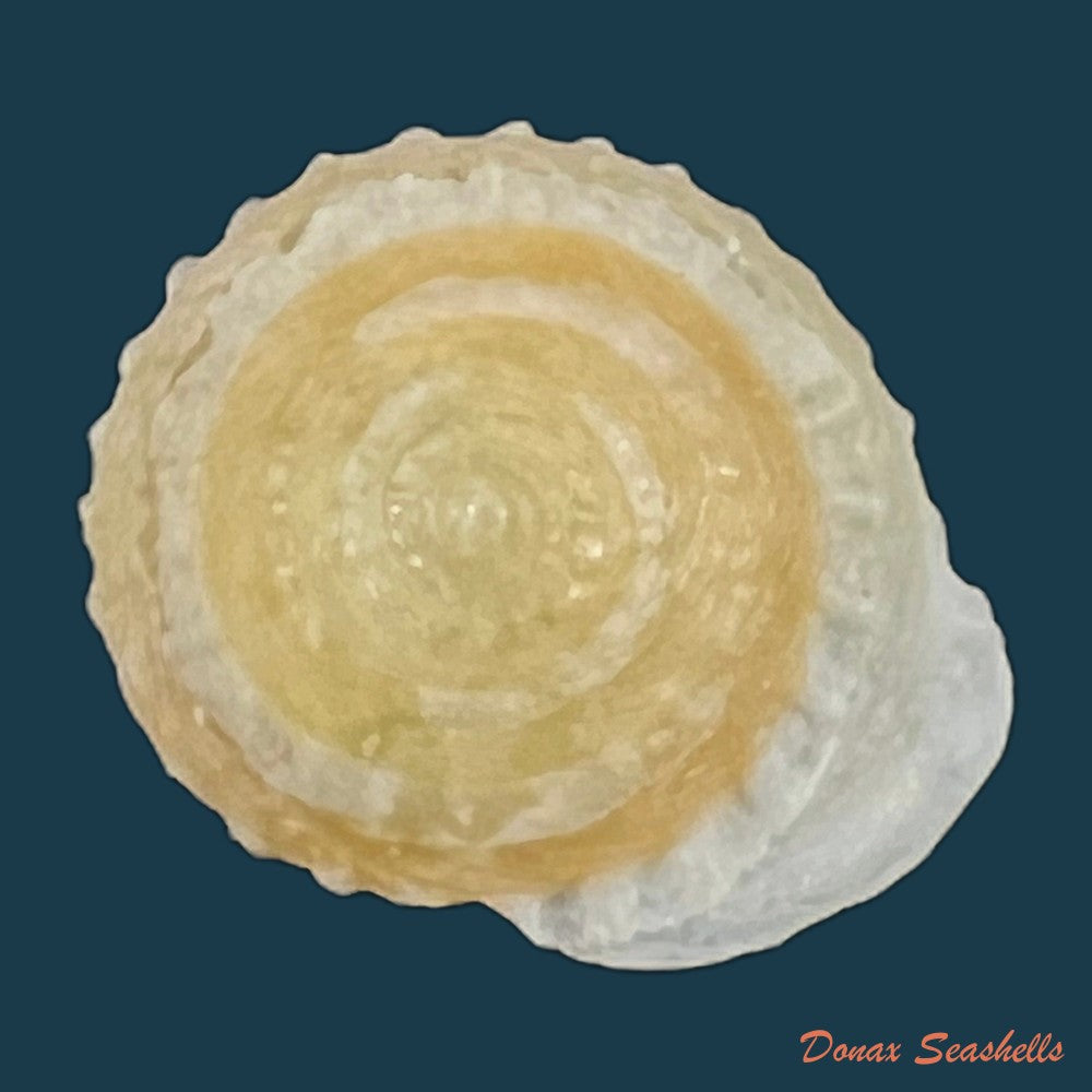 geotrochatella-jourdyi-dautzenberg-1895-copia