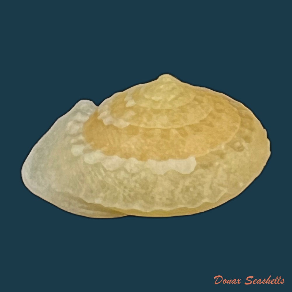 geotrochatella-nogieri-dautzenberg-dhamonville-1888-22-8mm-copia