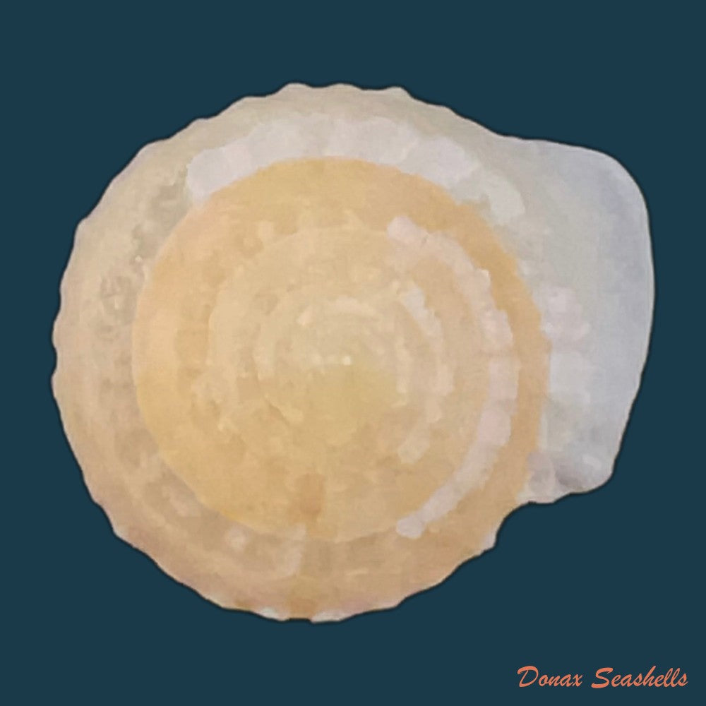 geotrochatella-nogieri-dautzenberg-dhamonville-1888-22-8mm-copia