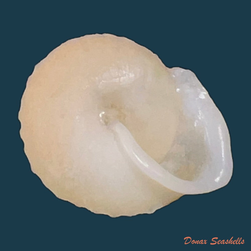 geotrochatella-nogieri-dautzenberg-dhamonville-1888-22-8mm-copia