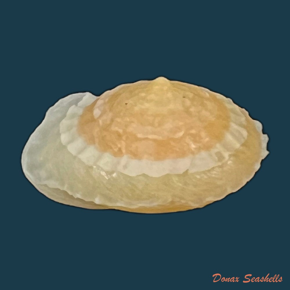 geotrochatella-nogieri-dautzenberg-dhamonville-1888-23-9mm-copia